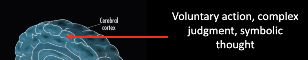 <ul><li><p>Voluntary action</p></li><li><p>Complex judgement&nbsp;</p></li><li><p>Symbolic thought&nbsp;&nbsp;</p></li></ul><p></p>