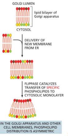 <p>Enzyme in<span style="color: rgb(255, 147, 242);"> golgi membrane</span></p><ul><li><p>flip-flop of specific phospholipids to <span style="color: yellow;">cytosolic leaflet</span></p></li><li><p>some can bind cytosolic proteins at plasma membrane (e.g. protein kinase C)</p></li></ul><p></p>
