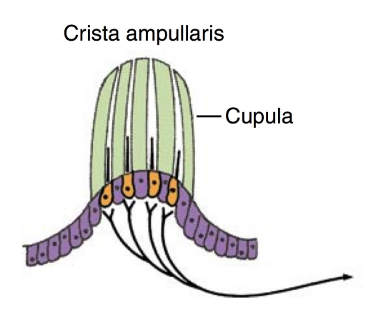 <ol><li><p>Neuroepithelium</p><ul><li><p>Hair cells</p></li><li><p>Supporting cells</p></li></ul></li><li><p>Gelatinous cupula (NO OTOLITHS)</p></li></ol><p></p><ul><li><p>Cupula project into endolymph in ampulla of semicircular canal</p><ul><li><p>angular acceleration from head rotation</p></li><li><p>inertia of endolymph within canal → cupula displaced</p></li></ul></li></ul><p></p>