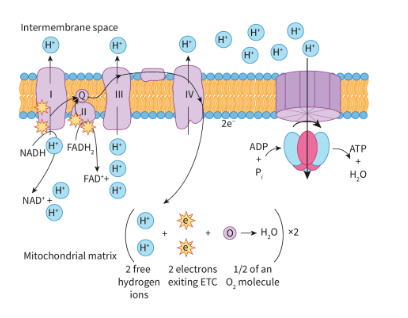<ul><li><p>Its the terminal electron acceptor</p></li><li><p>after e have passed along ETC, they need to go somewhere —> they are accepted by oxygen</p><ul><li><p>To do this, each molecule of O2 splits, and accepts 4e, 4H+, forming 2 molecules of H2O</p></li></ul></li></ul><p></p>