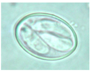 <p>what coccidia species is this?</p>