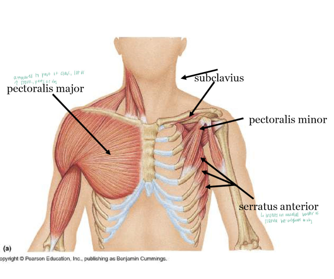 <ul><li><p>attach the LE to the acial skeleton</p><ol><li><p>pec major</p></li><li><p>pec minor</p></li><li><p>subclavius</p></li><li><p>serratus anterior</p></li></ol></li></ul><p></p>