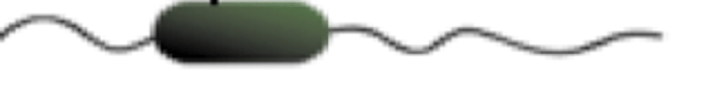 <p>how can we classify this bacteria cell?</p>