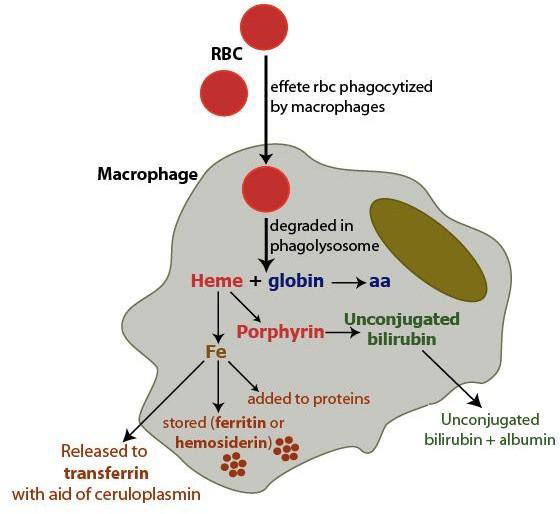 <p>study this diagram pleae</p>