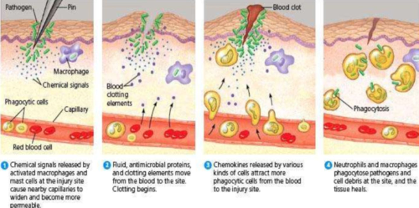 <p>- vasodilation</p><p>- increased vascular (and intracellular PRN) permeability</p>