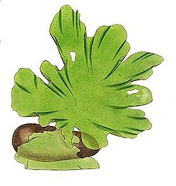 <p>Archaeplastida<br>Green Algae<br>Clorophytes</p><p>Freeliving Autotroph</p><p>Simple Multicellular</p><p>Marcoscopic Algae<br>Thallus</p>