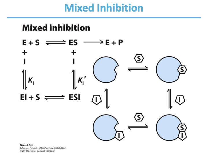 <ul><li><p>both</p><ul><li><p>catalysis and substrate binding</p></li><li><p>regulatory</p></li></ul></li><li><p>Vmax; Km</p></li><li><p>left</p></li><li><p>Noncompetitive</p></li></ul><p></p>