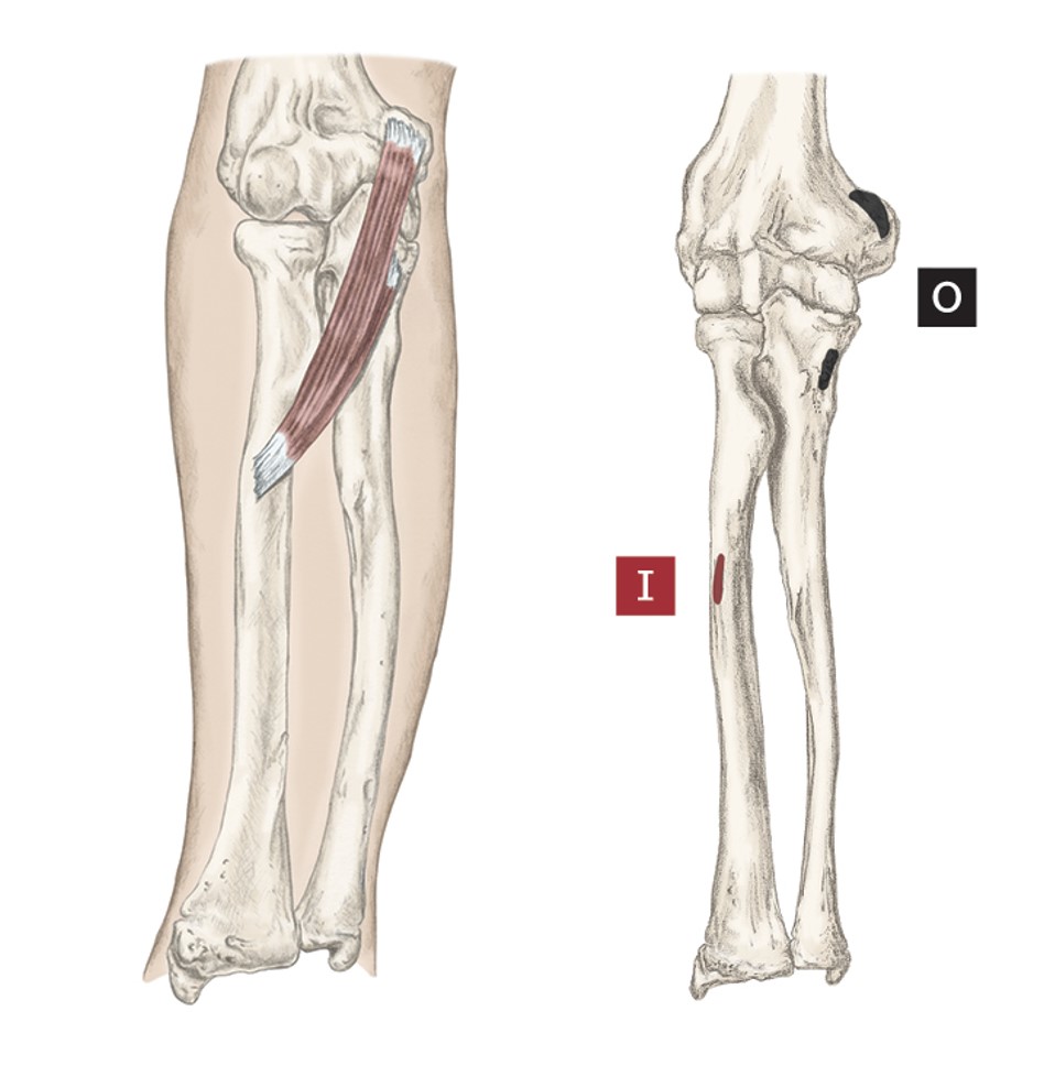 <p>O- Medial Epicondyle of the humerus &amp; Coronoid Process of the ulna</p><p>I- Lateral mid-radius</p><p>A- Forearm pronation</p>