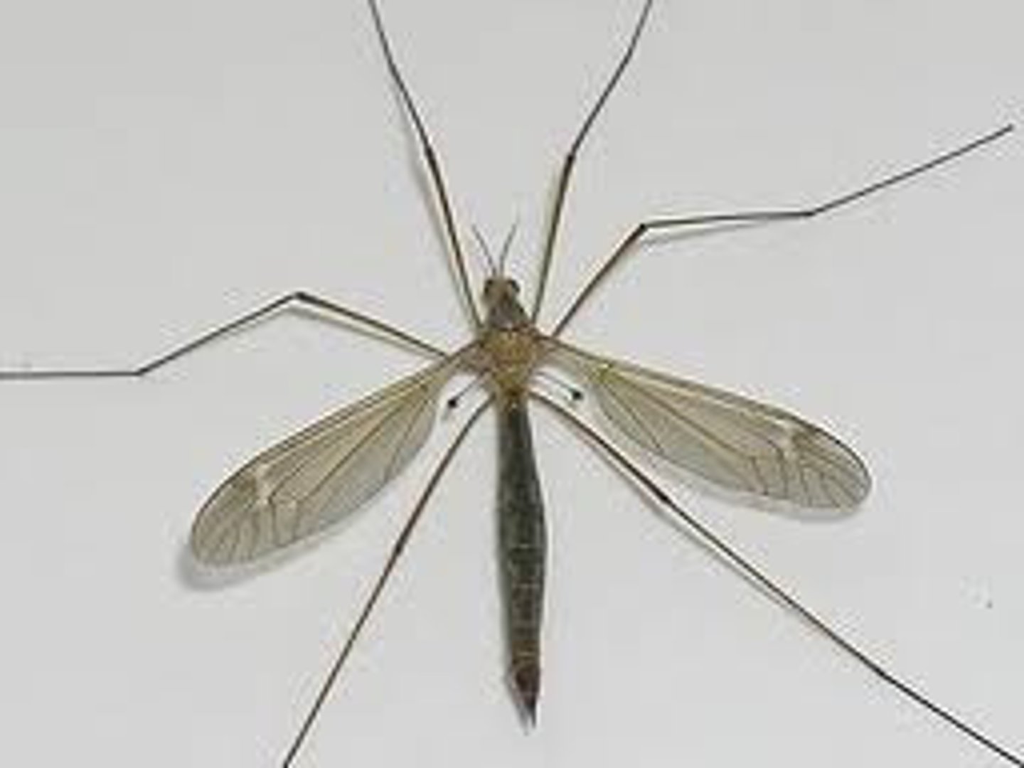 <p>Crane flies</p>