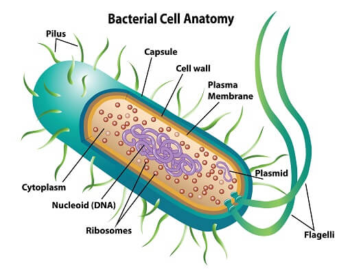 <p>much simpler with no membrane bound organelles- smaller and has no nucleus</p>
