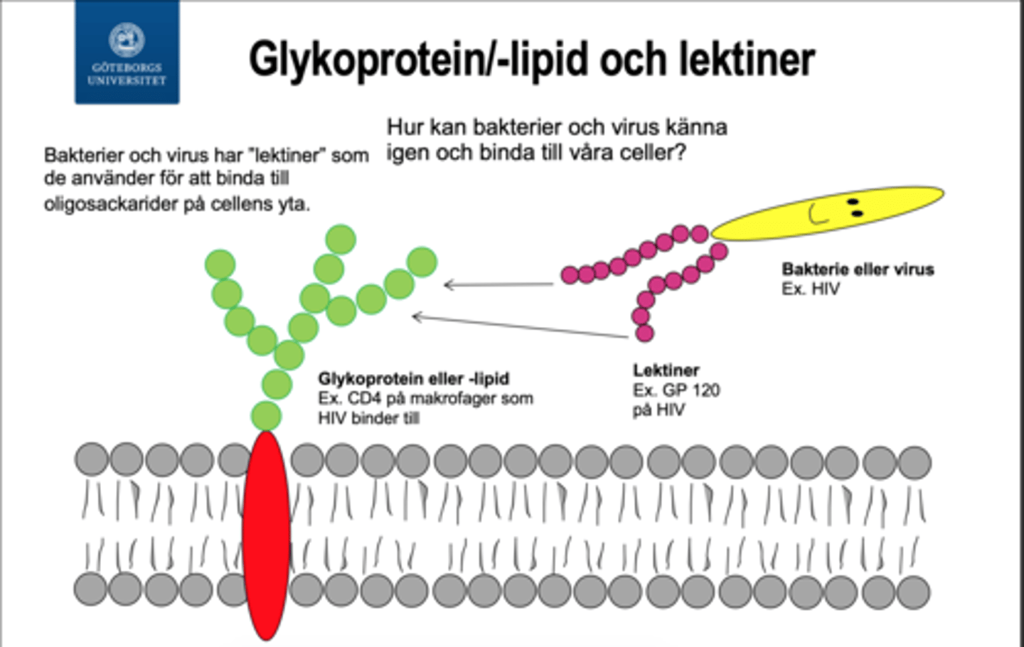 <p>Bakterier och virus har lektiner (proteiner som känner igen kolhydrater) som används för att binda till oligosackarider på cellens yta.</p>