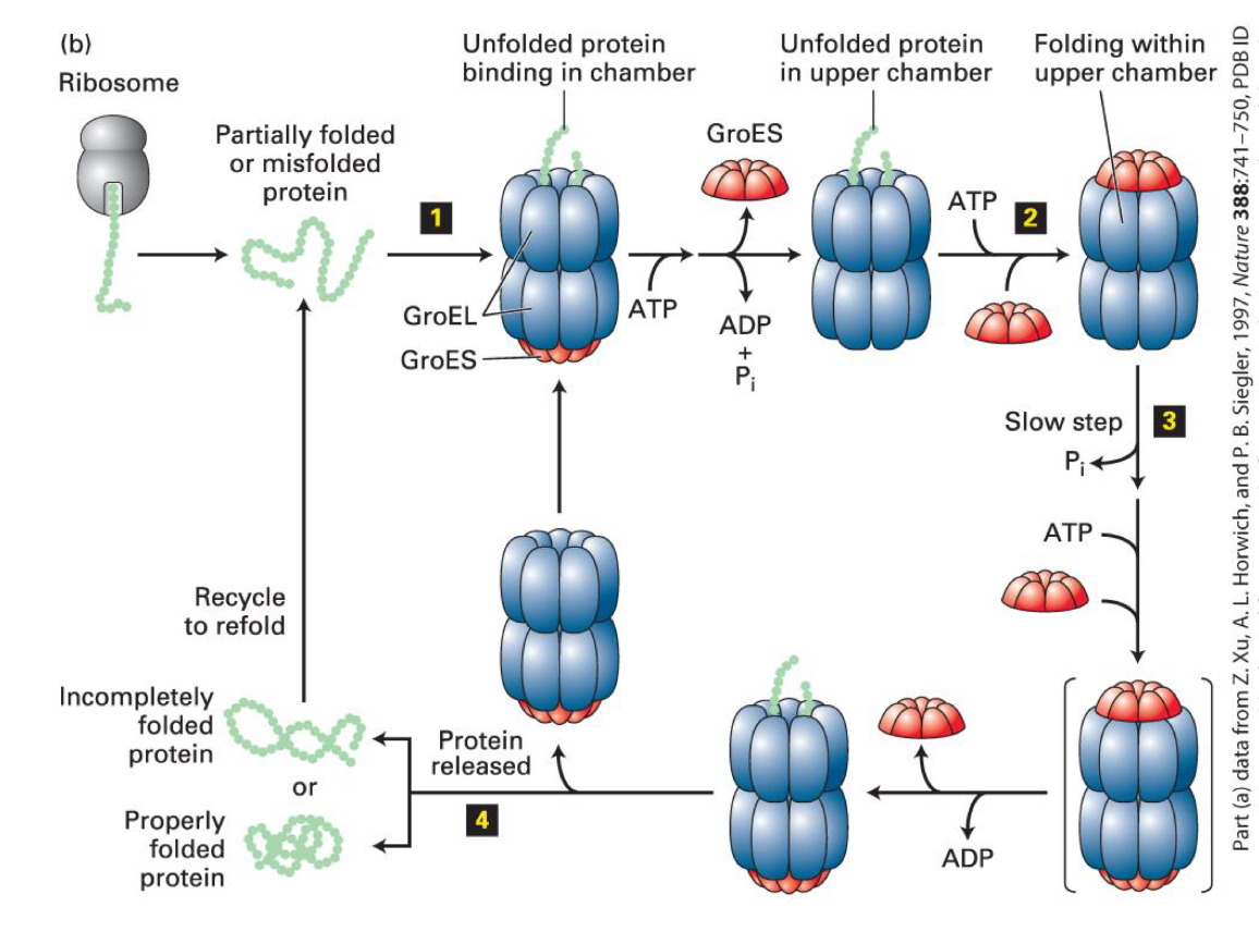 <ul><li><p>proteins of less than 60 kDa in mass are captured by hydrophobic residues near the entrnce of the GroEL chamber</p></li><li><p>ATP hydrolysis regulates the cycle</p></li><li><p>protein folding in the two rings is coordianted</p></li><li><p>multiple cycles may be requried for proper folding </p></li></ul><p></p>
