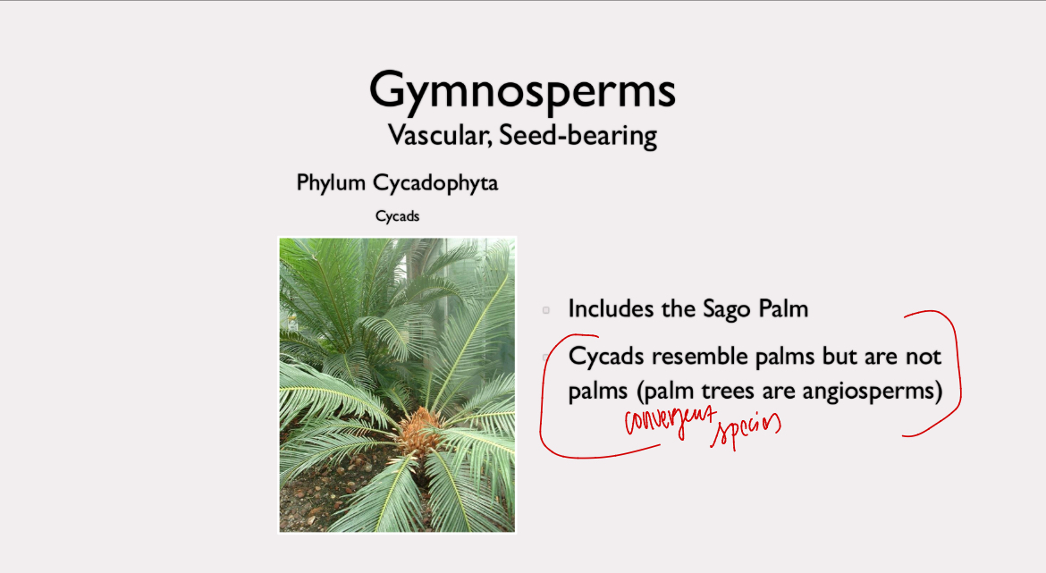 <p>phylum cycadophytac</p>