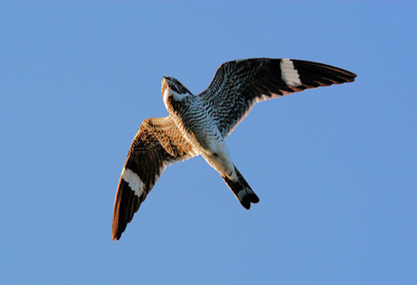 <p>Common Nighthawk</p>