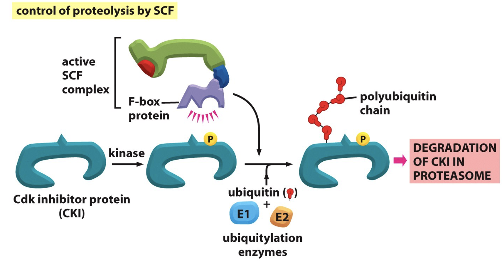 <p>Active SCF complex can’t bind <strong>Cdk inhibitor protein</strong> for degradation unless there is a specific phosphorylation event</p>