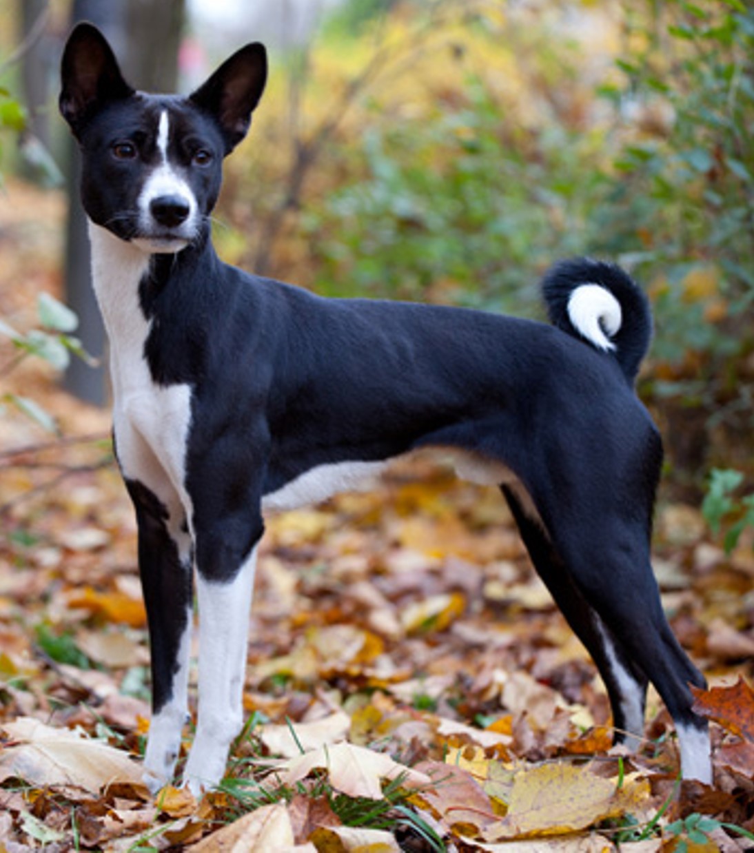 <p>basenji</p>