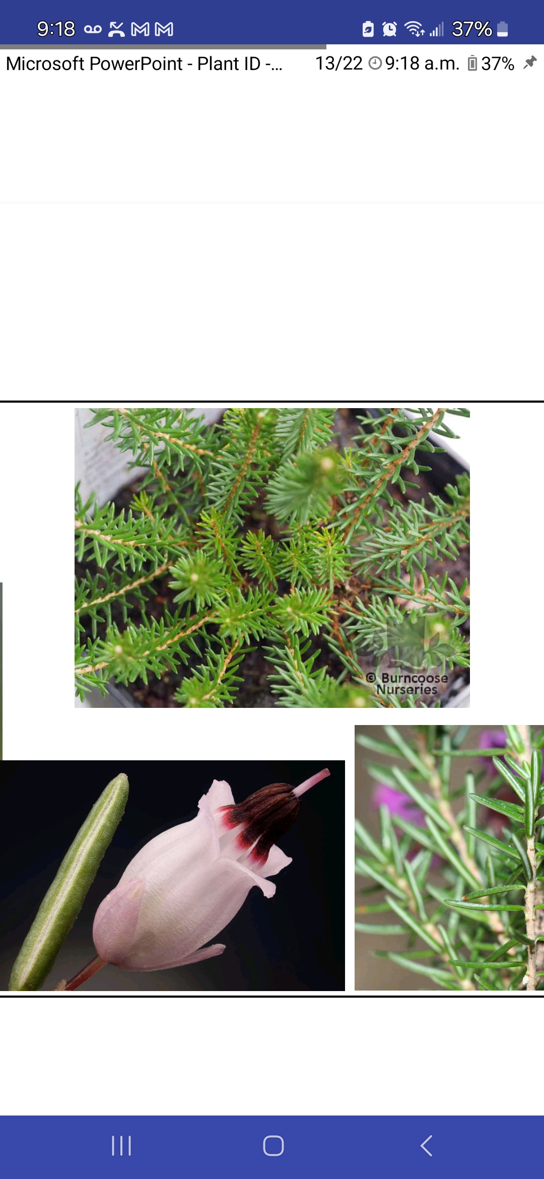 <p>Erica cornea, Ericaceae</p>