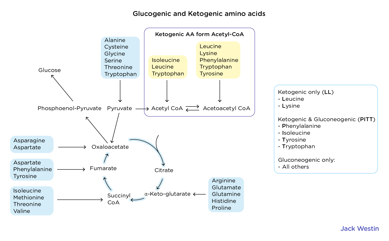 <p><strong><u>TCA Cycle</u></strong></p><ul><li><p>Oxidizes acetyl-CoA to produce various intermediates and make ATP</p></li></ul><p></p><p><strong><u>Glucogenic Amino Acids</u></strong></p><ul><li><p>Broken down into intermediates that can be converted into glucose via gluconeogenesis</p></li><li><p>Alanine, Arginine, Asparagine, Aspartate, Cysteine, Glutamic Acid, Glutamine, Glycine, Histidine, Methionine, Proline, Threonine, Serine, Valine</p></li></ul><p></p><p><strong><u>Ketogenic Amino Acids</u></strong></p><ul><li><p>Broken down into intermediates that can be converted into ketone bodies or other molecules that can be used for ATP production other than glucose</p></li><li><p>Ketone bodies are produced in liver during periods of low glucose availability</p></li><li><p>Leucine and Lysine</p></li></ul><p></p><p><strong><u>Remember KILL is Ketogenic</u></strong></p><p>Ketogenic: Leucine and Lysine</p><ul><li><p>Rest are glucogenic</p></li></ul><p></p><p><strong><u>Both Gluco and Ketogenic Amino Acids</u></strong></p><ul><li><p>PITT is on both sides</p></li><li><p>Phenylalanine, Isoleucine, Tryptophan, Tyrosine</p></li></ul><p></p><p><strong><u>Gluconeogensis</u></strong></p><ul><li><p>Process by which body generates glucose from non-carb sources when glucose is scarce like during fasting or low-carb states</p></li></ul><p></p><p><strong><u>Tyrosine</u></strong></p><ul><li><p>Catabolized to form fumarate</p></li></ul><p></p><p><strong><u>Arginine</u></strong></p><ul><li><p>Catabolized to form ornithine which is converted into alpha-ketoglutarate an intermediate in TCA</p></li></ul><p></p><p><strong><u>Isoleucine</u></strong></p><ul><li><p>Catabolized to form acetyl-CoA and propionyl CoA, which can enter the citric acid cycle as acetyl-CoA or be converted to succinyl-CoA anothre intermediate in the cycle</p></li></ul><p></p><p><strong>Ketogenic and glucogenic amino acids enter the TCA cycle at different points after being metabolized into intermediates:</strong></p><p><strong>Glucogenic Amino Acids</strong></p><ul><li><p><strong>Converted into pyruvate</strong> → Enters the cycle via <strong>oxaloacetate</strong></p><ul><li><p>Example: Alanine, Serine, Cysteine</p></li></ul></li><li><p><strong>Converted into TCA intermediates</strong>:</p><ul><li><p><strong>α-Ketoglutarate</strong> (via glutamate) → Glutamine, Proline, Arginine, Histidine</p></li><li><p><strong>Succinyl-CoA</strong> → Methionine, Isoleucine, Valine, Threonine</p></li><li><p><strong>Fumarate</strong> → Phenylalanine, Tyrosine</p></li><li><p><strong>Oxaloacetate</strong> → Aspartate, Asparagine</p></li></ul></li></ul><p><strong>Ketogenic Amino Acids</strong></p><ul><li><p><strong>Converted into Acetyl-CoA or Acetoacetate</strong>, which enter the TCA cycle via <strong>citrate synthase</strong></p><ul><li><p>Example: <strong>Leucine, Lysine</strong> (exclusively ketogenic)</p></li><li><p><strong>Both ketogenic &amp; glucogenic</strong>: Isoleucine, Phenylalanine, Tyrosine, Tryptophan</p></li></ul></li></ul><p>Key point: <strong>Acetyl-CoA cannot be used for gluconeogenesis, while TCA intermediates from glucogenic amino acids can be.</strong></p><p></p>