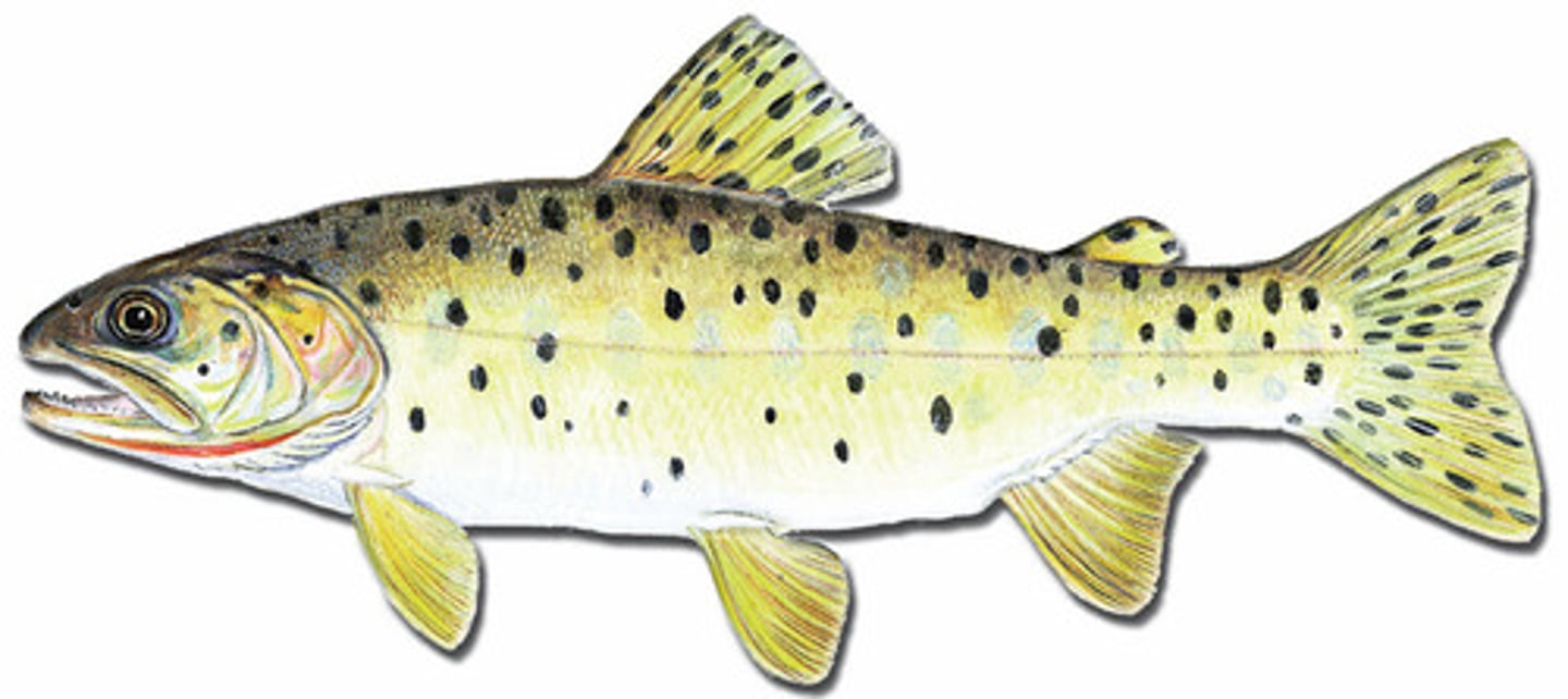 <p>Cutthroat trout</p><p>-Spotted body</p><p>-red throat marks</p>