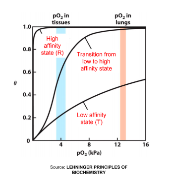 <p>The cooperativity of oxygen binding to haemoglobin results in a…</p>