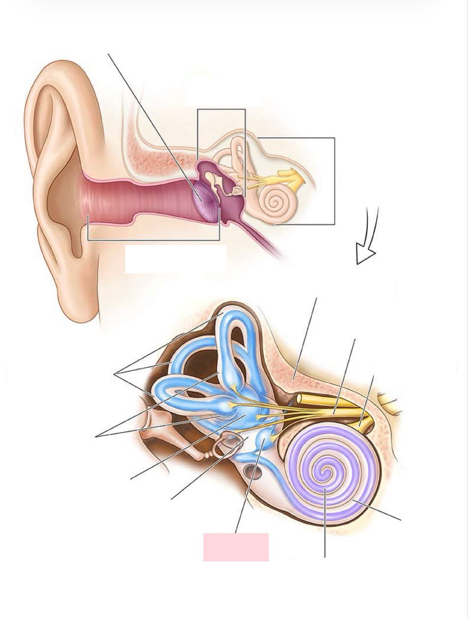 <p>Label the Diagram</p>