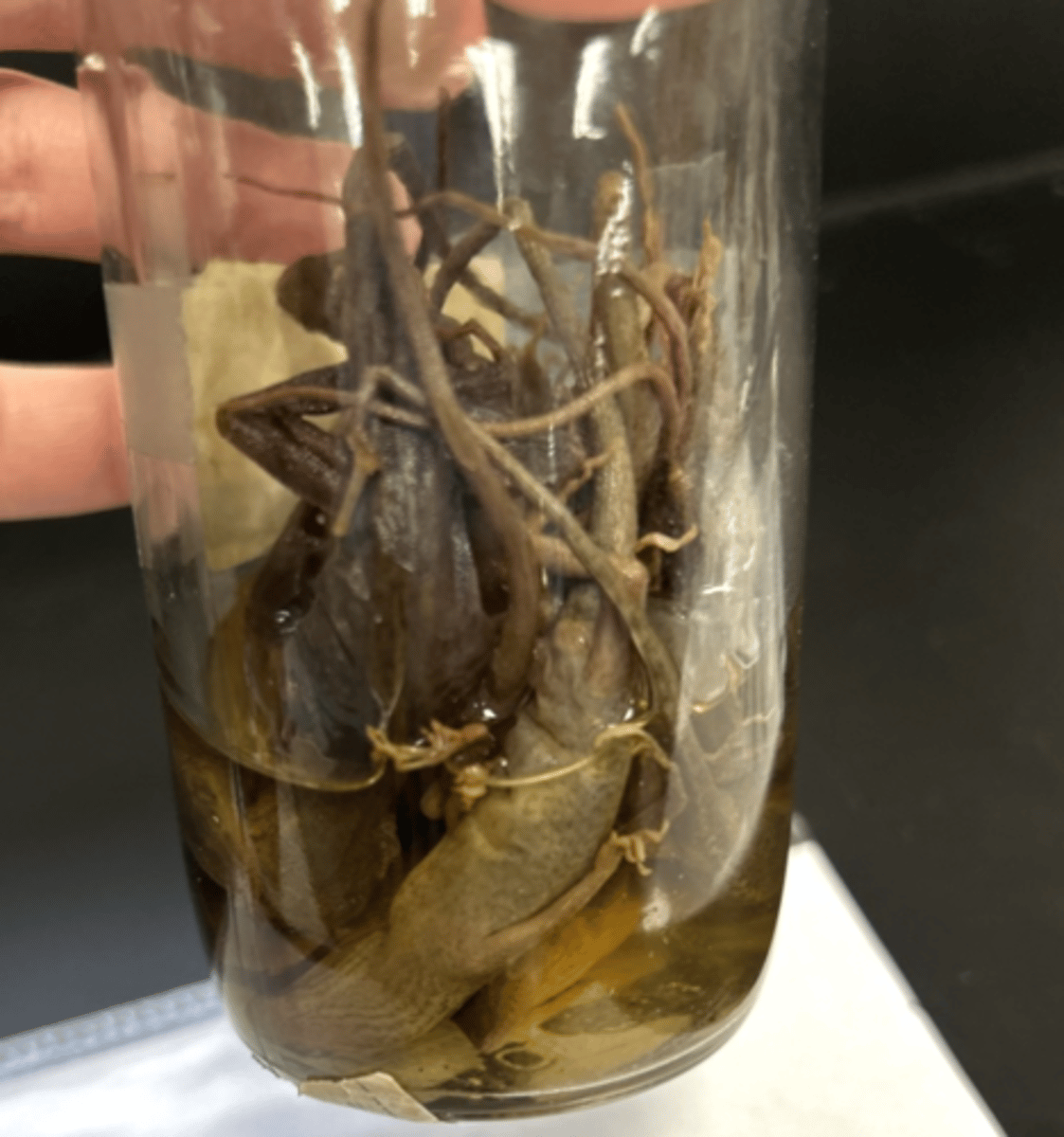 <p>what are their limbs used for</p>