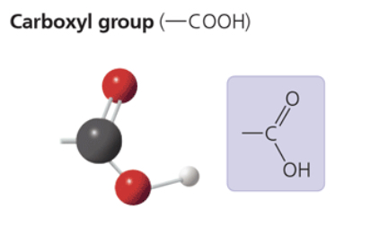 <p>—COOH</p><p>acts as an acid (can donate H+) bc the covalent bond between oxygen and hydrogen is so polar</p><p>compound name: carboxylic acid, or organic acid</p>