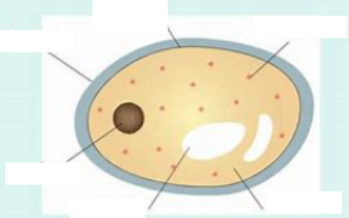 <p><span style="color: rgb(246, 178, 107);"><span>identify, draw, label</span></span></p>