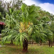 <p>Chinese Fan Palm</p>