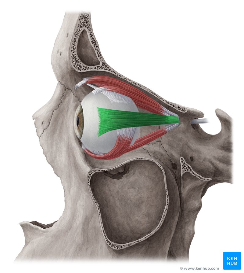 <p>Lateral Rectus Muscle</p>