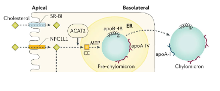 <p>Absorption: Abetalipoporteinemia</p>