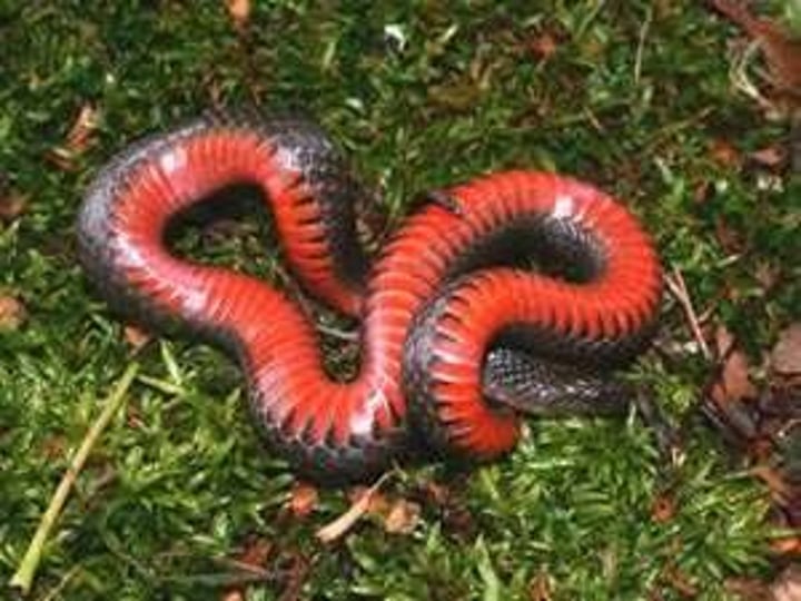 <p>25-48cm</p><p><strong>Glossy black dorsum</strong></p><p><strong>Red to orange venter with conspicuous black bars along the scale edges</strong></p><p>Smooth dorsal scales</p><p>Coastal Plains SC</p>