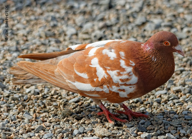 <p>Rock Dove</p><p>Alternate morph pictured here</p>