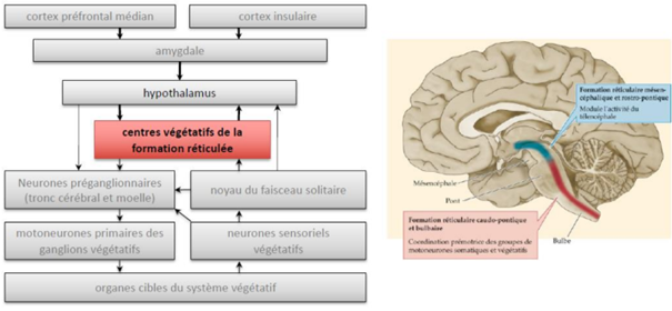 -est la cible principale des projections de l'hypothalamus 
-la formation réticulée caudo-pontique et bulbaire a pour fonction la coordination de l'activité végétative et de la motricité somatique involontaire
-la formation réticulée mésencéphalique et rostro-pontique a pour fonction la modulation de l'activité du télencéphale (modulation de la vigilance)
