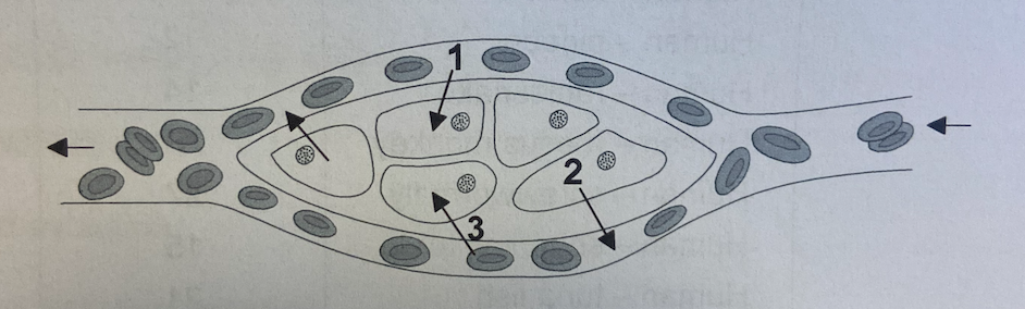<p>The diagram shows red blood cells and undifferentiated tissue cells.</p><p>Diffusion of oxygen from blood cells to tissue cells is represented by arrow 3 in the diagram. What molecules are shown diffusing by arrow 1 and arrow 2.</p>