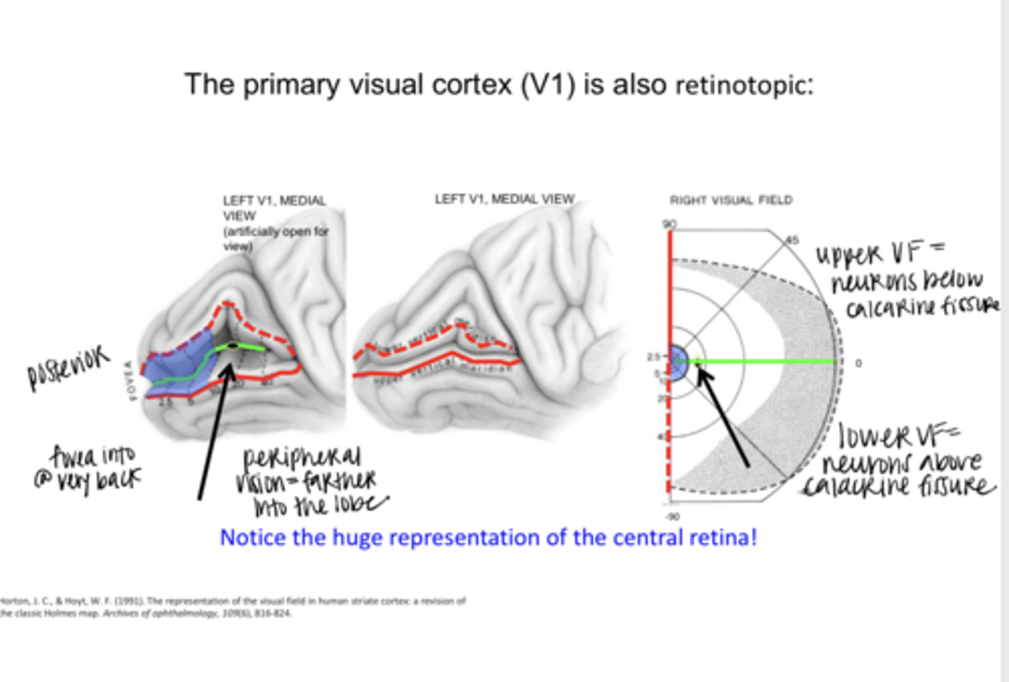 <p>What vision is located at the very posterior of V1?</p>