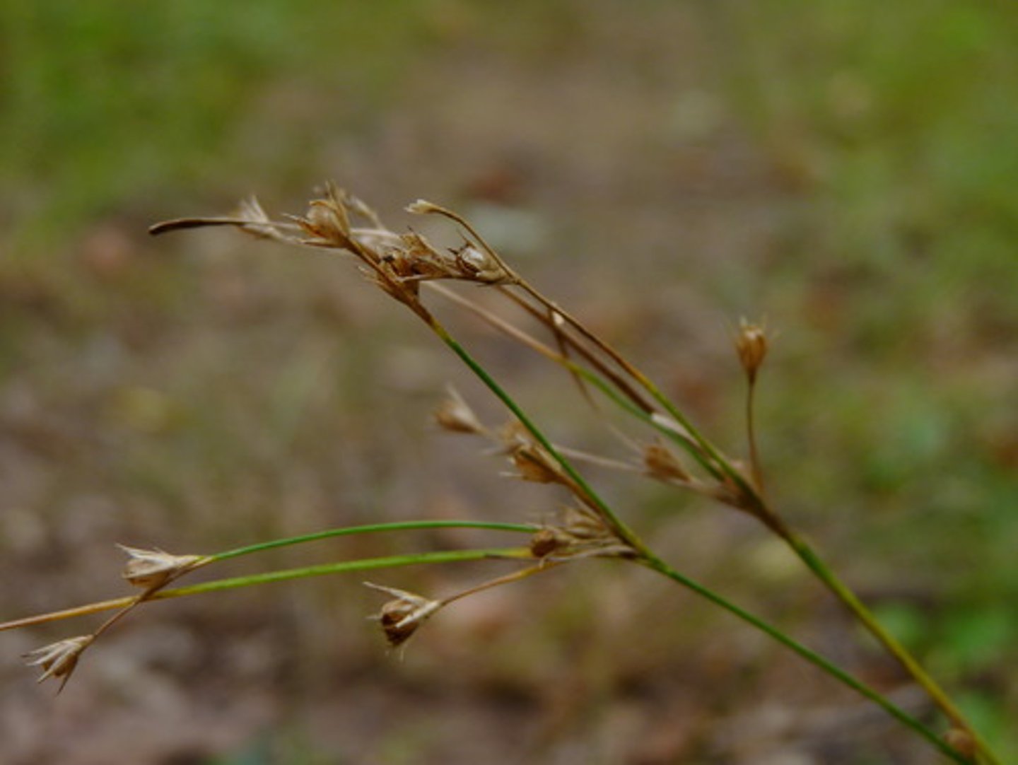 <p>round, solid, terminal spike inflorescence</p>