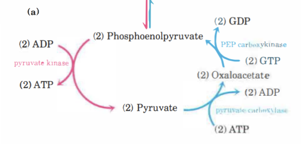 <ol><li><p>Pyruvat åker från cytosolen till mitokondrien.</p></li><li><p><strong>Pyruvatkarboxylas</strong> omvandlar det till <strong>oxaloacetat</strong>. Kofaktor här är <strong>biotin</strong>. <u>2 ATP</u> förbrukas.</p></li><li><p>Oxaloacetat reduceras till <strong>malat</strong> med <strong>malatdehydrogenas</strong> (för transport). NADH oxideras till NAD<sup>+</sup>. Konverteras tillbaka.</p></li><li><p><strong>PEP-karboxykinas</strong> omvandlar det till PEP. Mg<sup>2+</sup> som kofaktor. <u>GTP</u> donerar fosfatgrupp. </p></li></ol><p></p><p><img src="https://lh7-us.googleusercontent.com/NabjRuMClUTHFKgJVqqDv3xvJKduc6DvPTrQvyNJ_zH9sHF64KQkfJJKEpAjJUNKXLI_WWHzU9i_pcvnm-eiaB-5luQjuc4Tdb1yhe_DSTyaZ7yeLF5bP6NKtANK6jGiI1RjZbnUfICxeUrFHrTFqZU" width="248" height="329"></p>