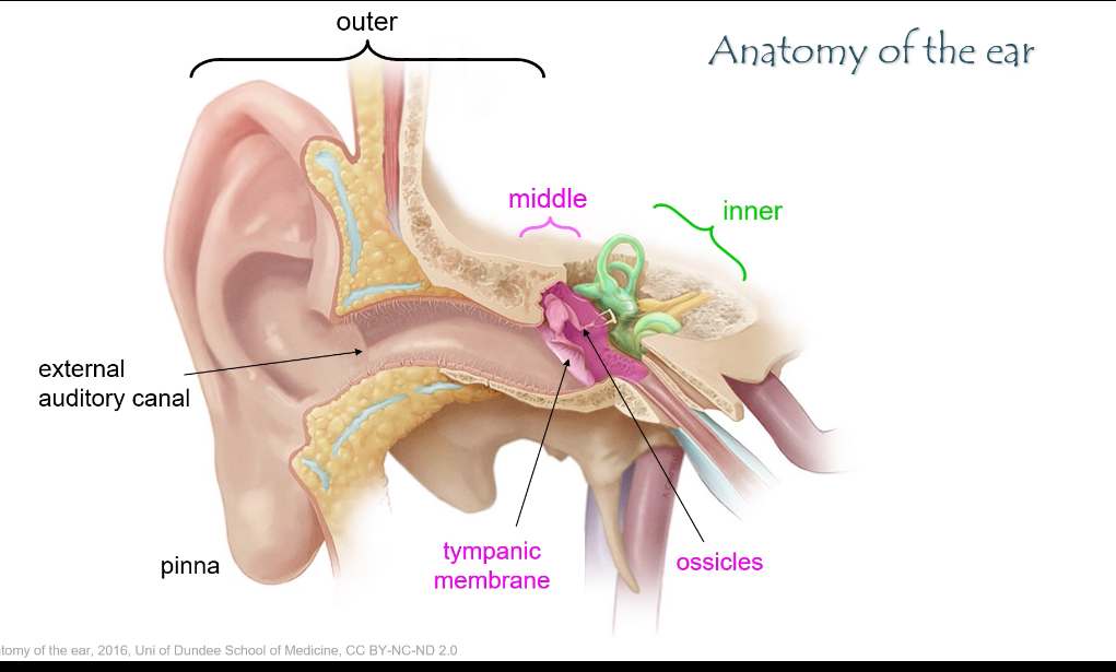 <p><span>•	Outer ear: pinna + external auditory canal → captures sound.</span></p><p class="p1"><span>•	Middle ear: tympanic membrane + ossicles → amplifies sound.</span></p><p class="p1"><span>•	Inner ear: cochlea + vestibular system → sound detection and balance.</span></p>