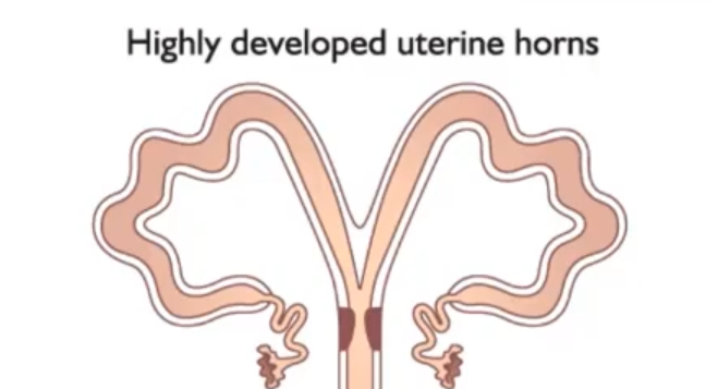 <p>Uterus Type + Species<br><br>Note development</p>