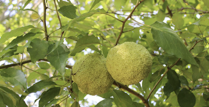 <p><em>Maclura pomifera</em></p><p>Moraceae</p>