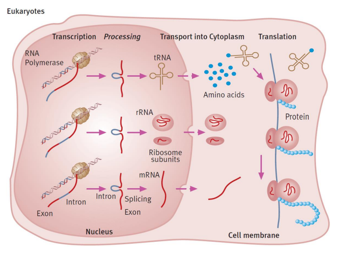 <p>Introner er ikke-kodende sekvenser i eukaryote gener som transkriberes men fjernes (“splicing”) under RNA-bearbeiding, mens eksoner er de kodende sekvensene som forblir i det modne mRNA. </p>