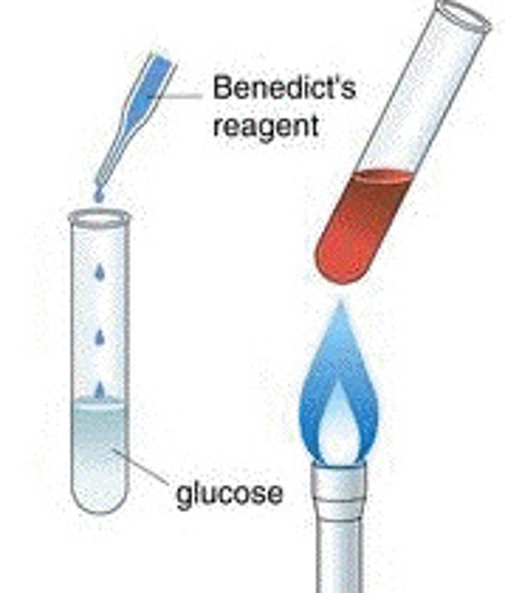 <p>Protein= Biuret. Add drops of biuret solution to the food sample. The food sample will contain protein if it changes from blue to purple</p><p>Glucose= Benedicts solution. In a test tube, add benedicts solution to the 'solution to be tested' and heat up in a water bath. If reducing sugar is present in you 'solution to be tested', a colour change will occur from blue to orange</p><p>Starch= iodine. Add drops of iodine to the food sample. The food sample contains starch if it changes from orange-brown to blue-black</p><p>fats= ethanol. Add drops of ethanol and water to solution, and shake. Fat is present if a fatty layer, called cloudy emulsion forms</p>