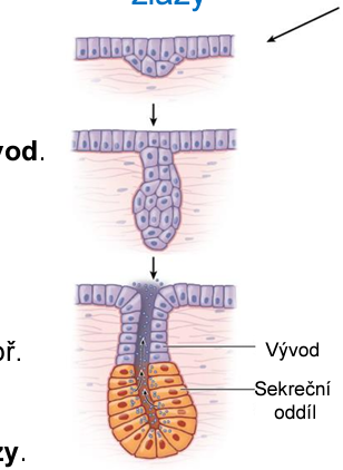 <p>exokrinní žlázy </p>