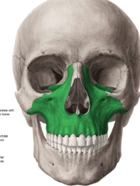 <p>maxillary bones</p>