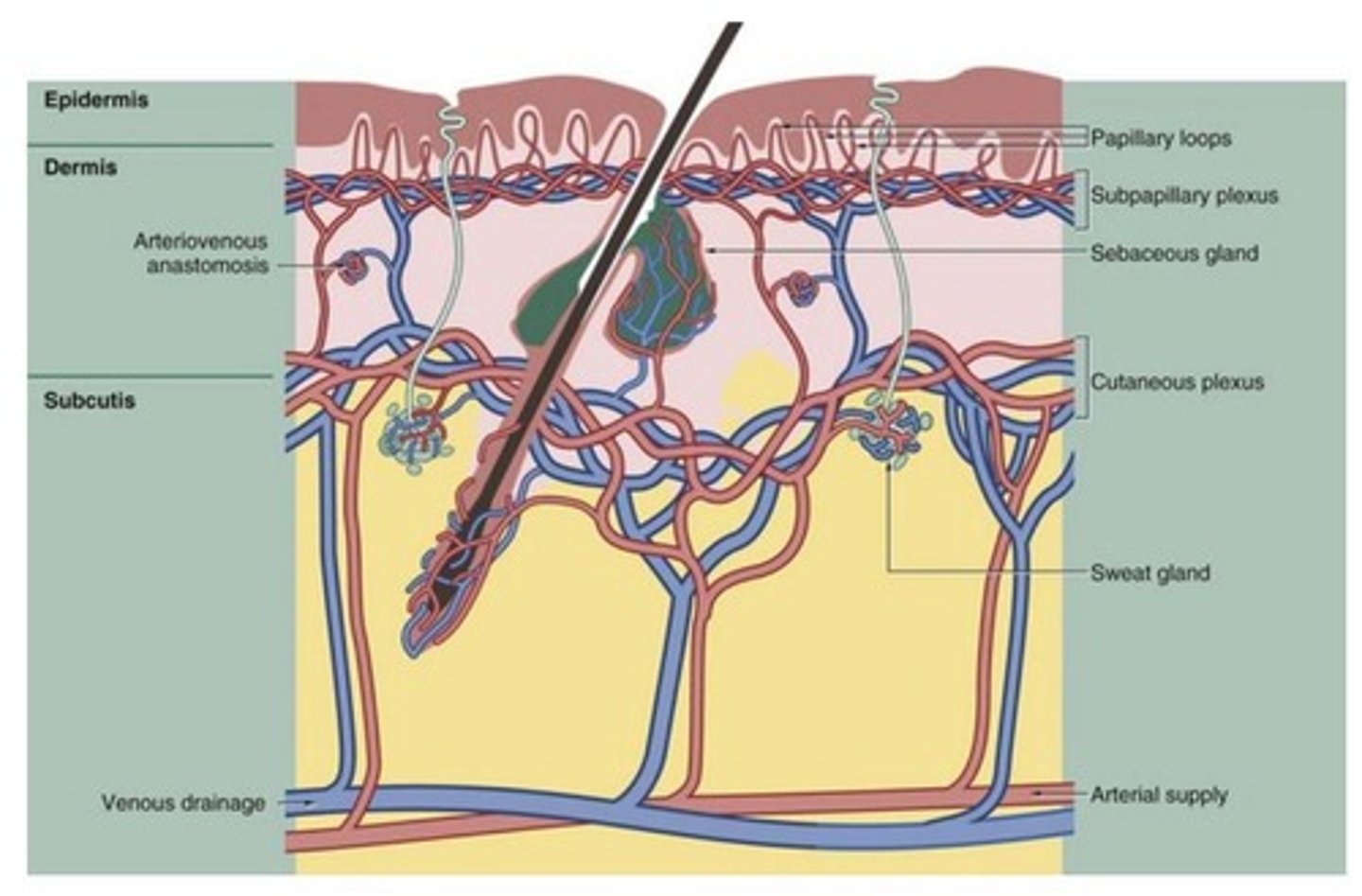 <p>Substances that waterproof the skin's surface.</p>