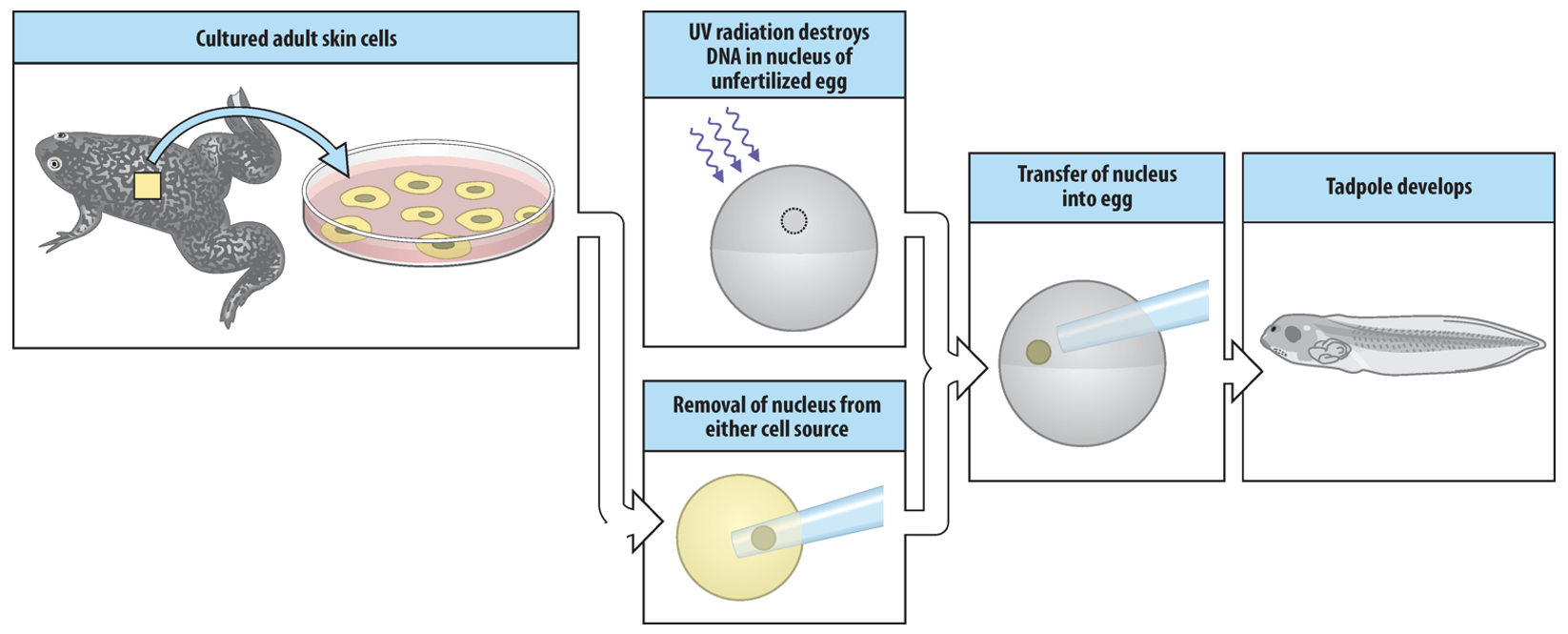 <p>Cloning of frogs using tadpole gut cells (1962). The nucleus couldn’t produce an adult frog, only tadpole. </p>