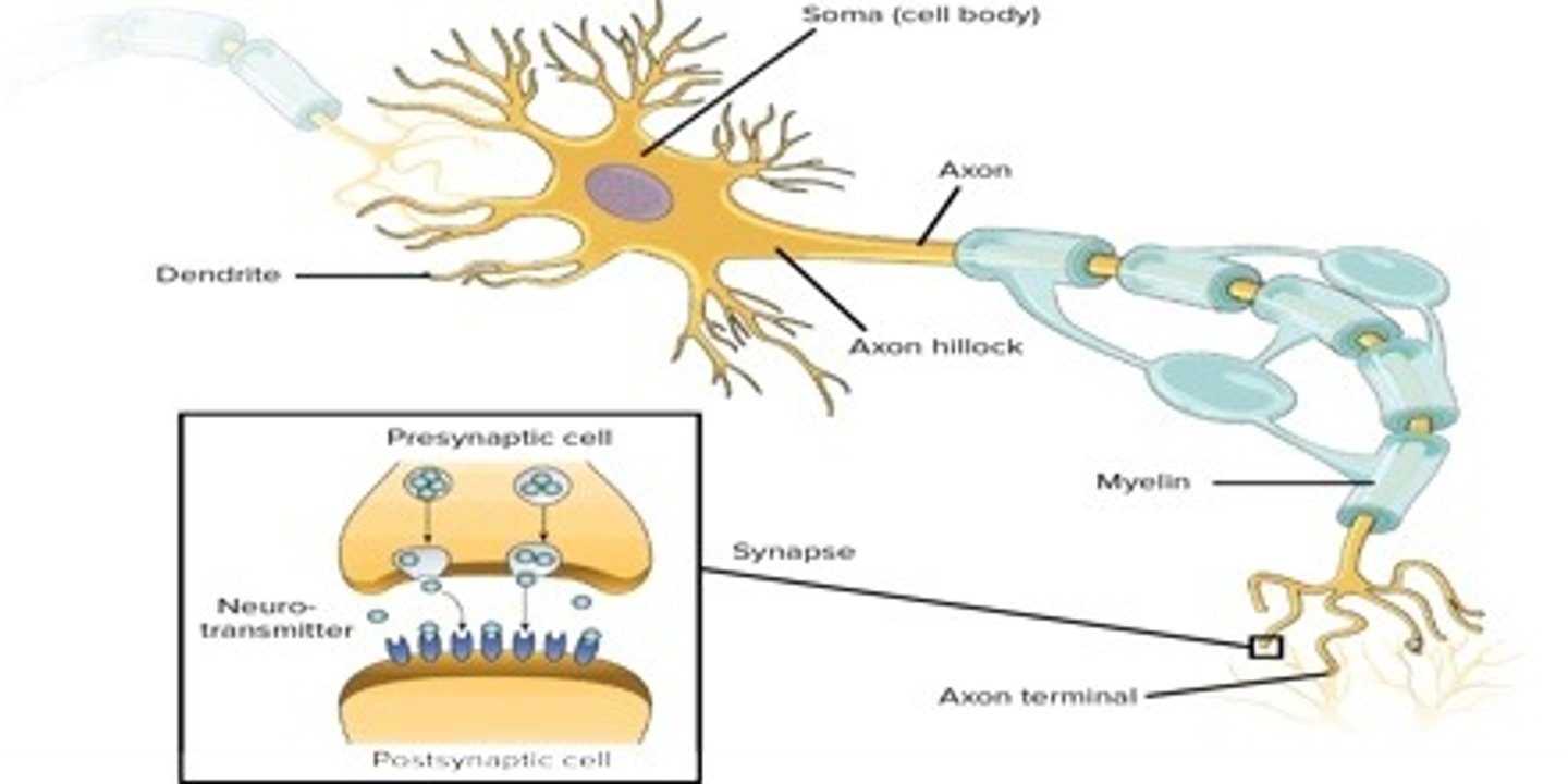 <p>(C) Both A and B</p><p>Neurons:</p><p>(A) Transmit electrical impulses long distances.</p><p>(B) Translate electrical signals to chemical signals</p>
