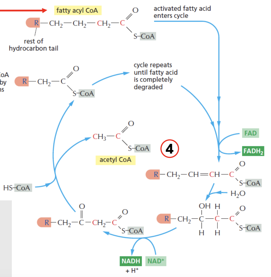 <p><strong>TRUE</strong></p><p>Fatty acids are activated to <u>fatty acyl-CoA</u> by acyl-CoA synthetase before entering β-oxidation</p>
