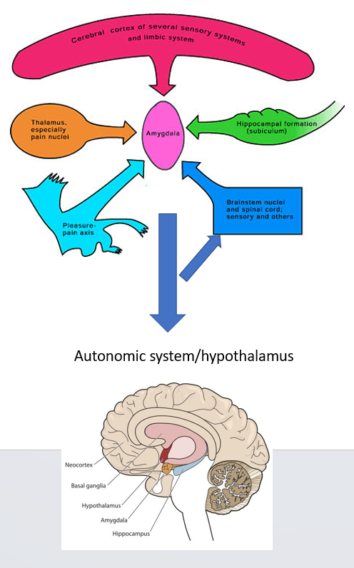 <ul><li><p>The amygdala couples a learned sensory stimulus (e.g. danger) to an adaptive response (e.g. fight or flight).</p></li><li><p>Inputs: the amygdala gets sensory input, (highly processed inputs from association areas of visual, auditory, and somatosensory cortices).</p><ul><li><p>Sensory input from the cerebral cortex, the thalamus (involved in filtering of sensory information)</p></li></ul></li><li><p>Outputs: the amygdala is able to control the autonomic system, to provoke an instant sympathetic response. The main outputs of the amygdala are to the hypothalamus and brainstem autonomic centres.</p></li><li><p>Monkeys with lesioned amygdalas are unable to recognize the emotional significance of objects, and for example, show no fear when presented with a snake or another aggressive monkey.</p></li><li><p>Involved in processing of fear</p></li></ul><p></p>